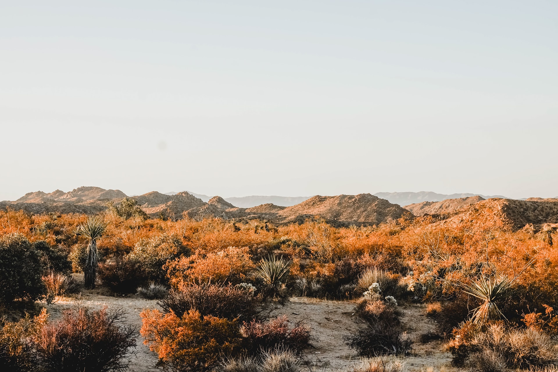 things to see in Joshua Tree National Park