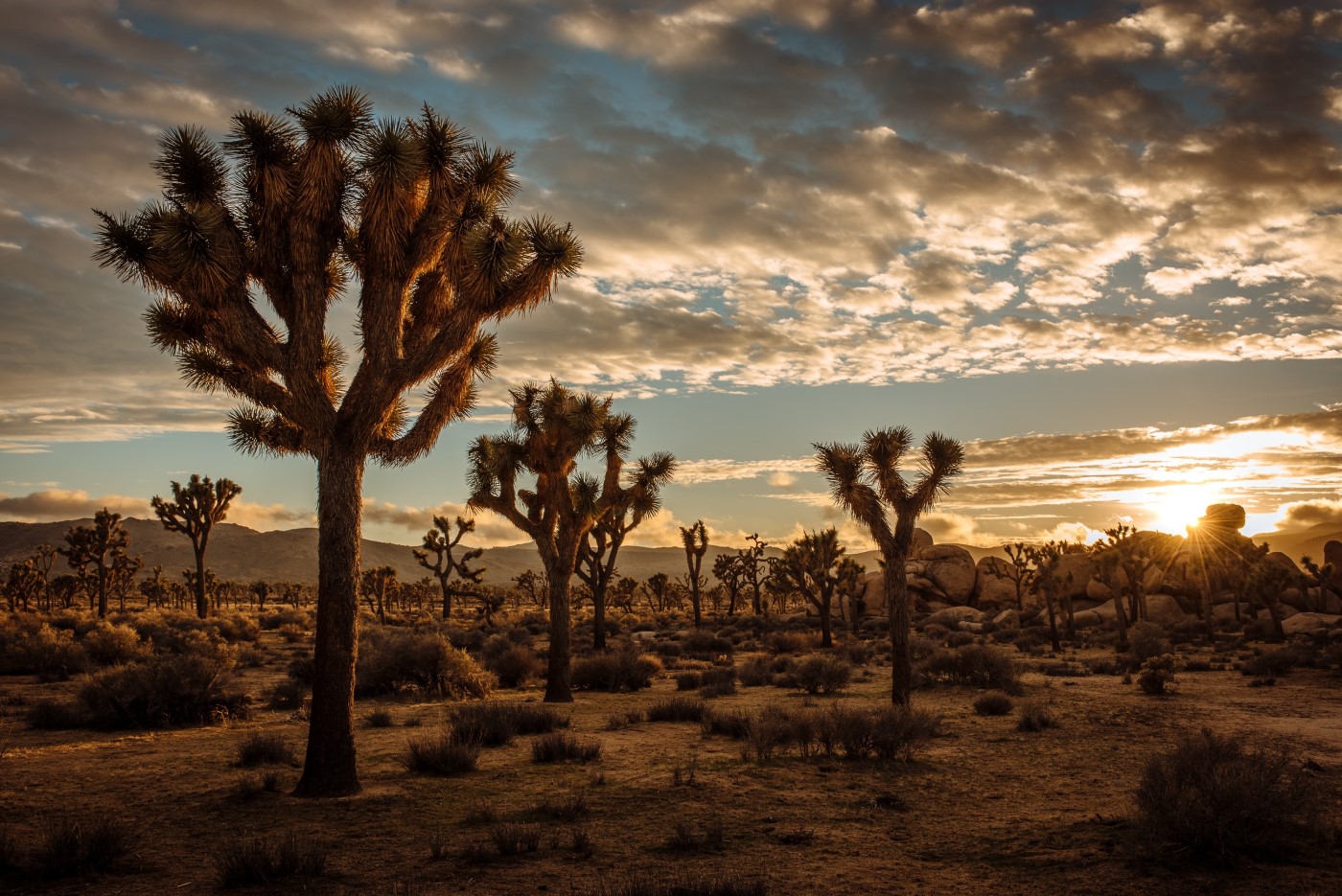 Trees in the Joshua Tree National Forest